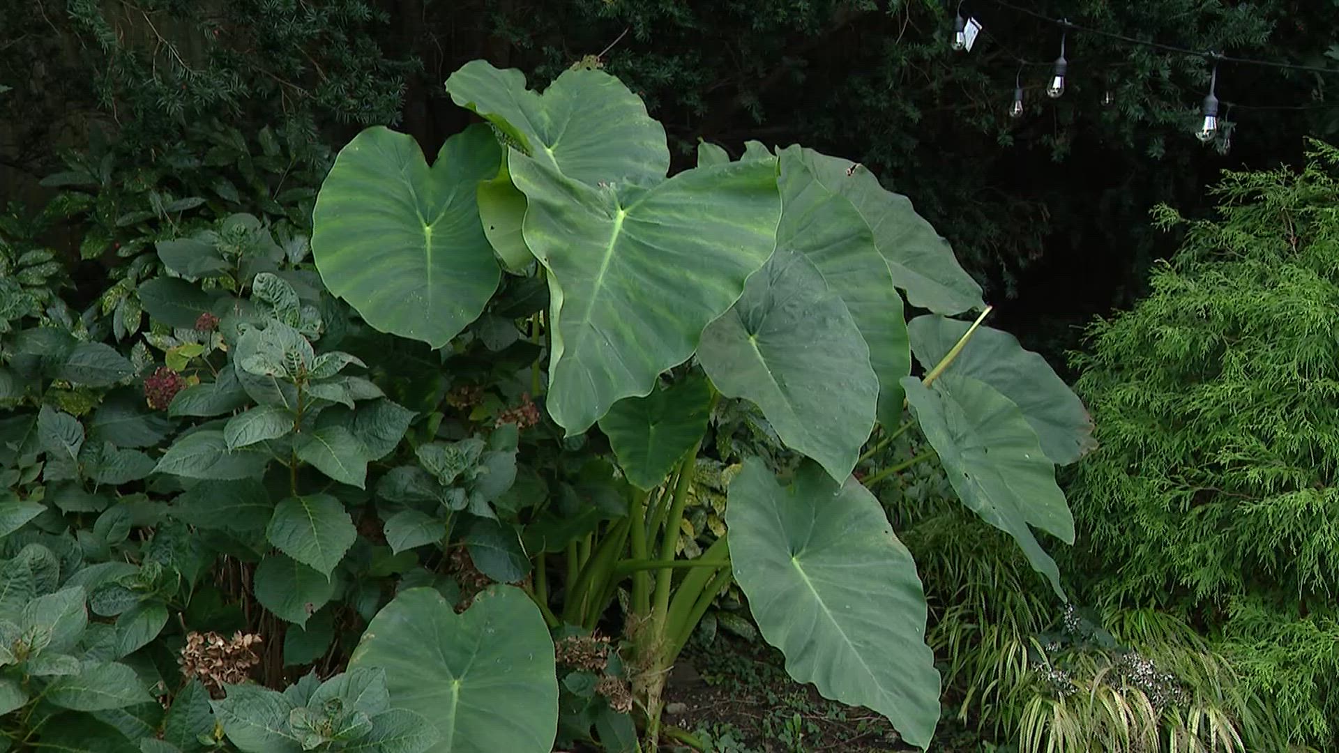 News 12 | Brooklyn | Garden Guide How To Put Elephant Ears To Sleep For The  Winter